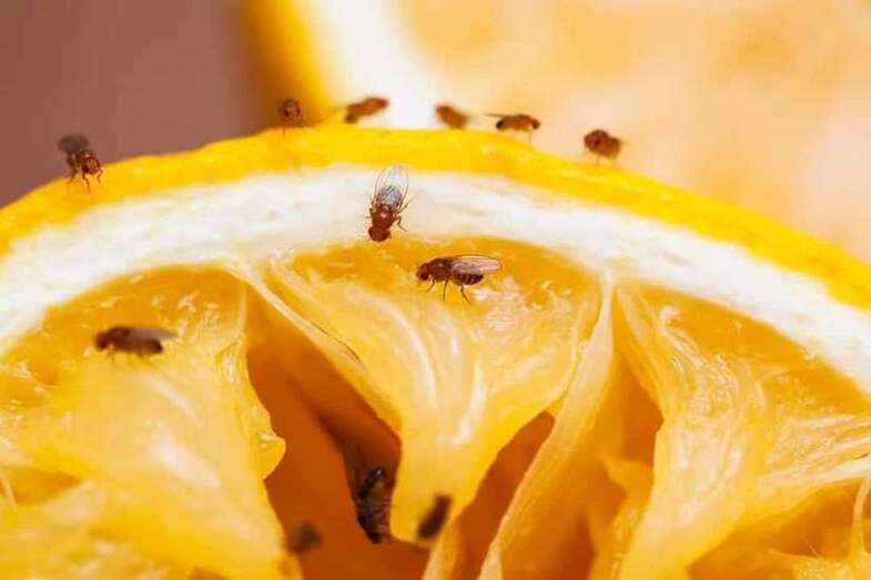 Mosca de la fruta alimentándose/Multimedia.