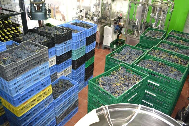 Vendimia de Bodega Hinojo de 2018/TA.