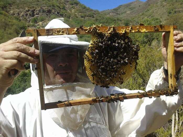 Imagen de una de las colmenas de La Abeja del Guanche / TA