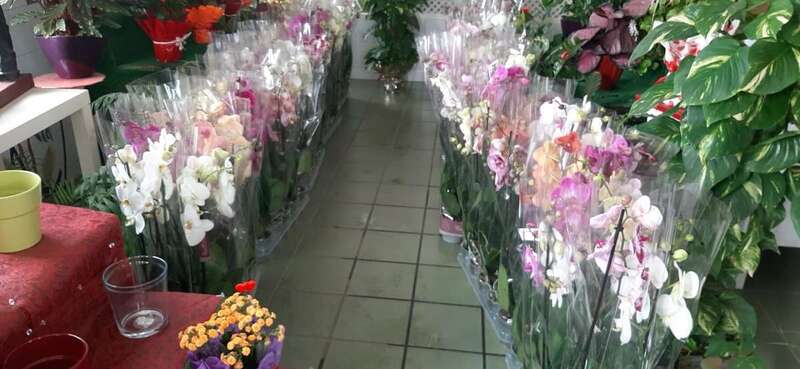 Floristería Siempreviva/TA.