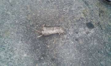 Rata muerta junto al colegio de La Garita (Foto TA)