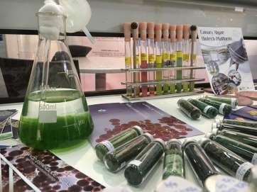 Algas en probetas y tubos de ensayo (Foto TA)