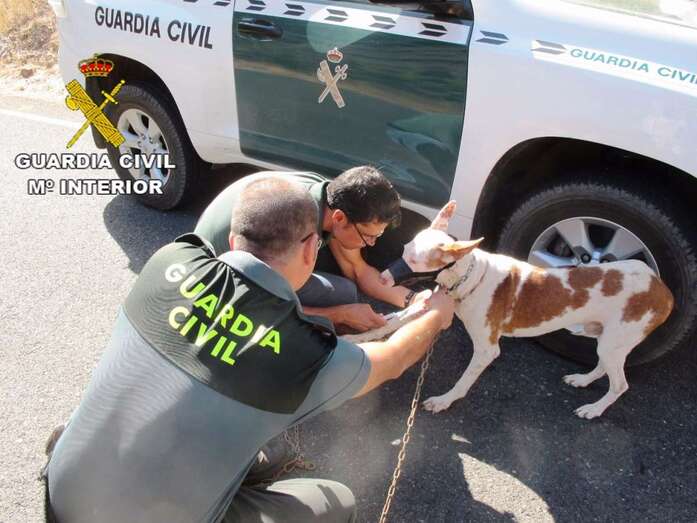 Perro abandonado localizado por la Guardia Civil, en una imagen de archivo (Foto TA)