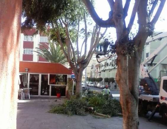 Trabajos de poda en los árboles del Mercado Municipal (Foto TA)