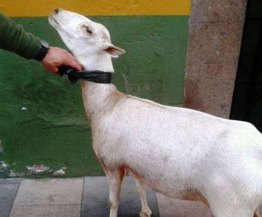 Imagen de la oveja pelibuey que se paseo esta mañana por el casco de San Gregorio (Foto TA)