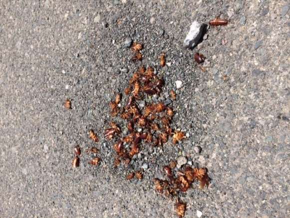 Cucarachas recogidas en la calle Torriani, en La Garita (Foto TA)