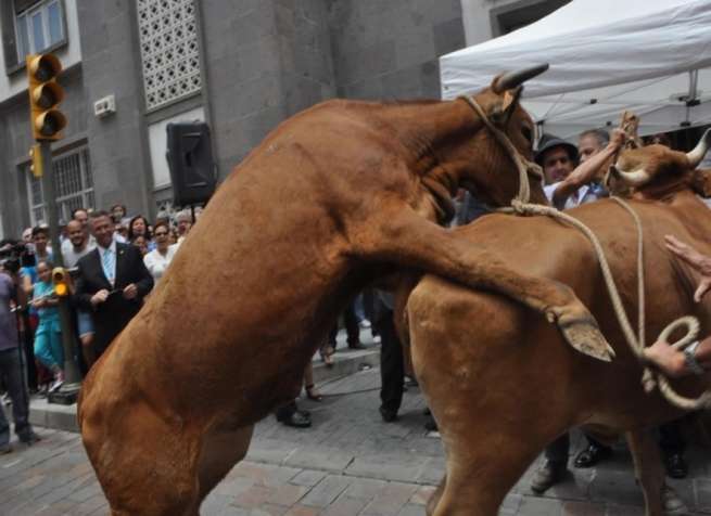 Una de las curiosas escenas vividas durante la feria (Foto Teldeenfiestas.com)