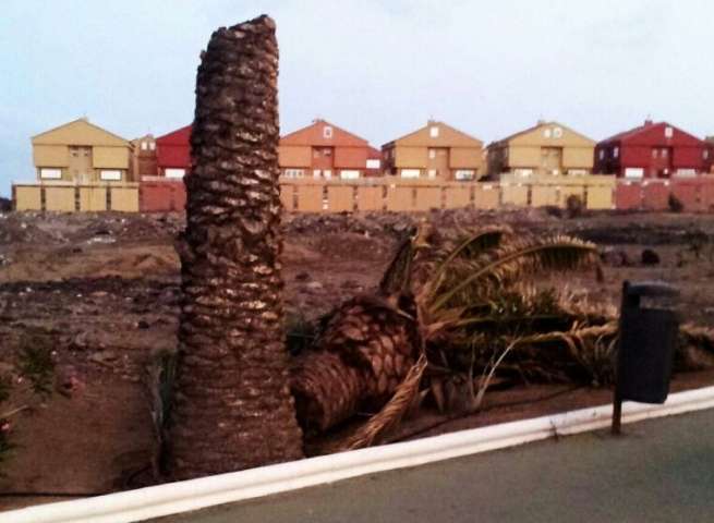 Palmera que se desplomó al suelo en Marpequeña (Foto TA)