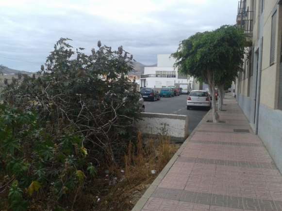 Una rama a punto de entrar en el interior de una vivienda (Foto TA)