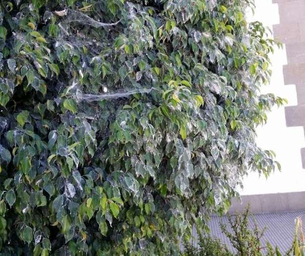 Estado de uno de los árboles de la plaza (Foto TA)