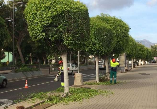Operarios municipales, este jueves durante los trabajos de poda (Foto TA)