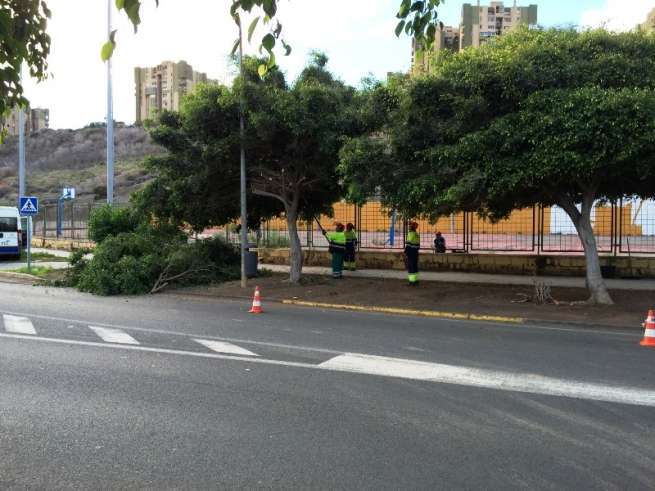 Intervención de los operarios de Parques y Jardines (Foto TA)