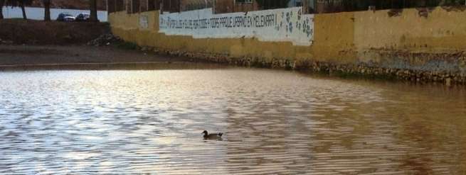 El pato nada a sus anchas en la laguna de Melenara (Foto TA)