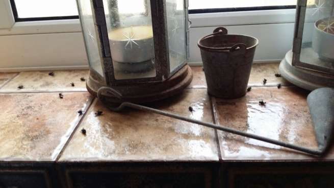 Moscas muertas en una de las casas afectadas (Foto TA)