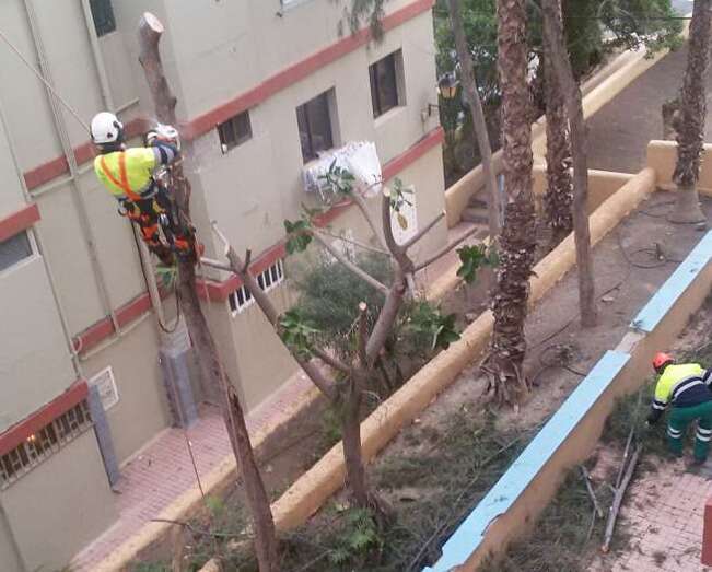 Imagen de la tala de árboles en San José de Las Longueras (Foto TA)