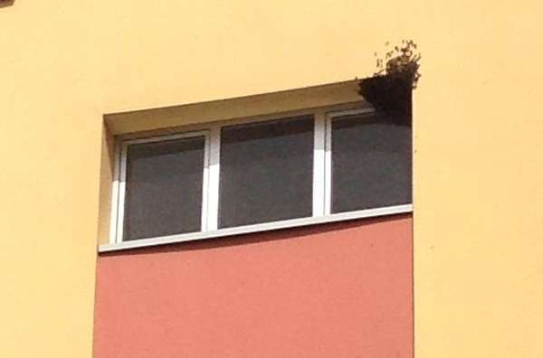 Colmena en una de las ventas del edificio en La Garita (Foto TA)