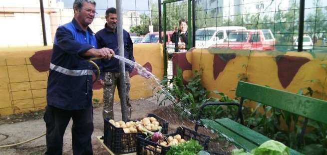 Los vecinos recogen la primera cosecha de papas en el huerto urbano de la sexta fase de Jinámar (Foto TA)