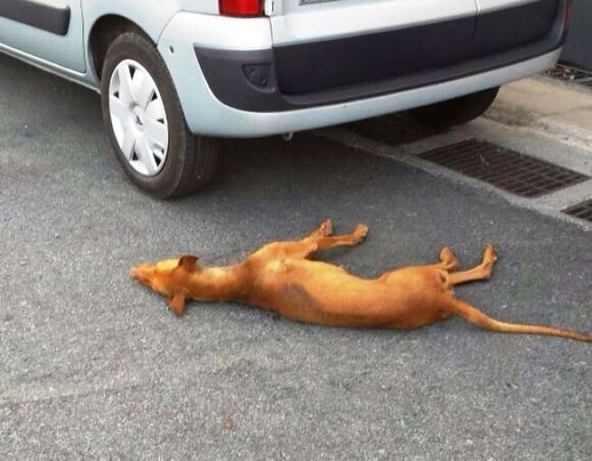 El perro quedó moribundo en el firme sin que nadie lo atendiera (Foto TA)