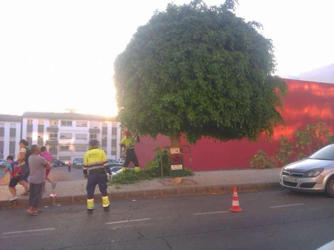 Operarios del área de Parques y Jardines podan un árbol en Arnao (Foto TA)