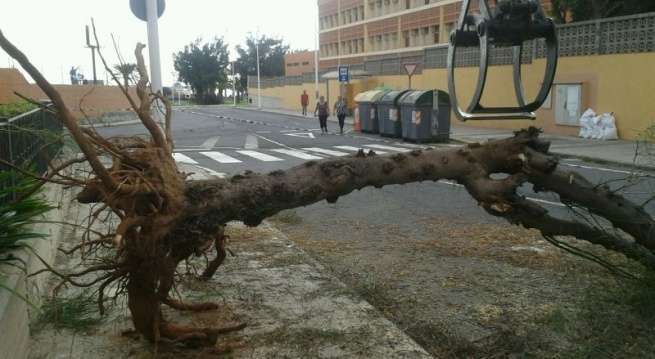 El árbol caído, esta mañana, antes de ser retirado (Foto TA)