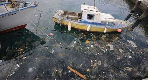 Imagen captada en las aguas interiores del muelle teldense (Foto TA)