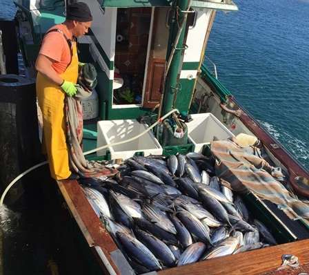 Capturas de atún listado en Taliarte (Foto TA)