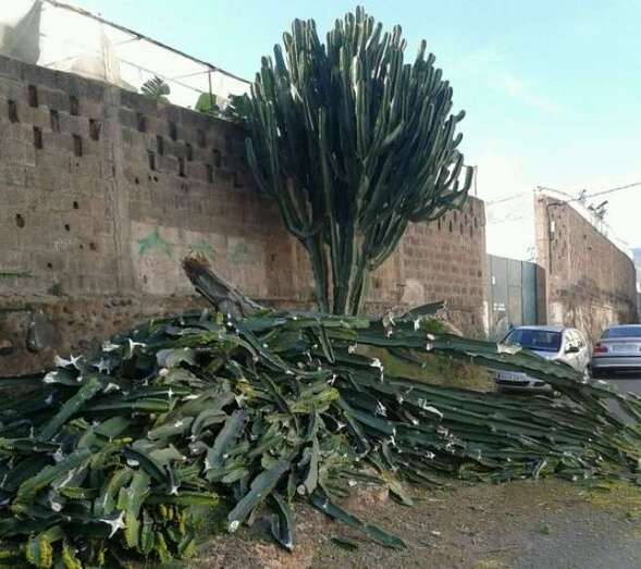 Restos del cactus caído junto a otro ejemplar que se mantiene erguido (Foto TA)