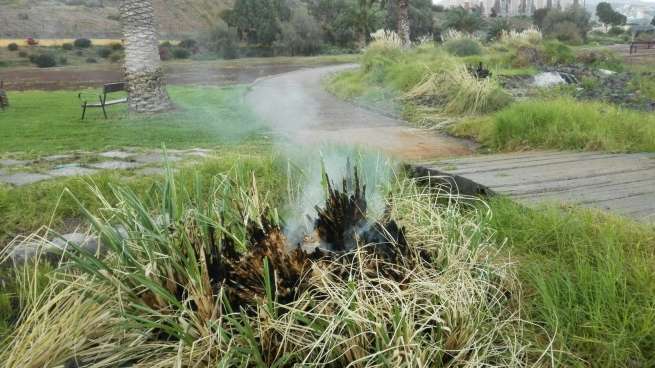 Imagen de la zona afectada este viernes por el fuego en el parque de las Mil Palmeras (Foto TA)