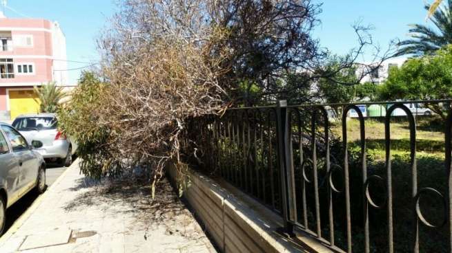 El árbol se cayó esta tarde (Foto TA)