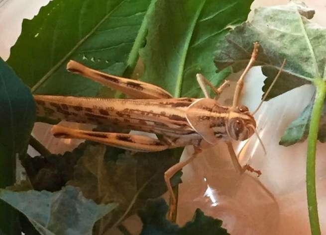 Imagen de la langosta africana localizada este miércoles en Ojos de Garza (Foto TA)