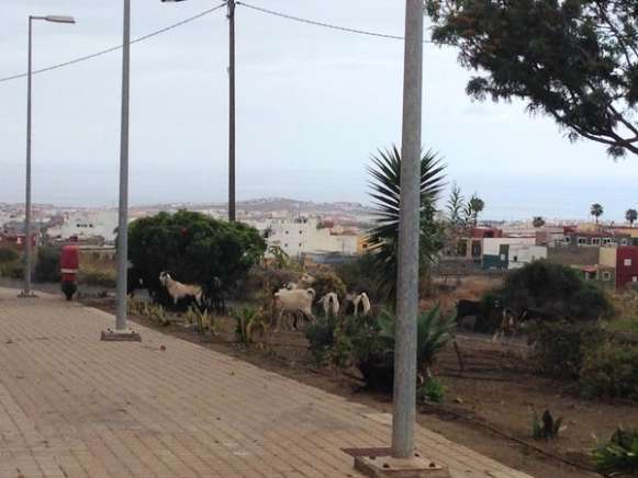 Cabras pastan en los jardines de Lomo Bristol (Foto TA)