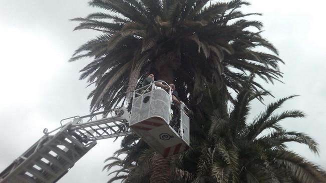 Los bomberos usaron un camión-grúa para reponer a la cría a su nido (Foto TA)
