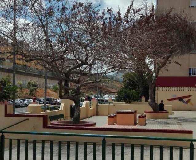 Los dos árboles están en un pequeño parque de la calle de Manuel Alemán Álamo (Foto TA)