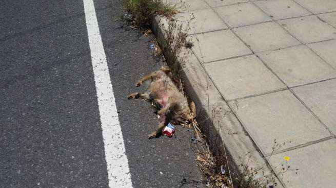 El pequeño animal lleva muerto tres días junto a la acera (Foto TA)