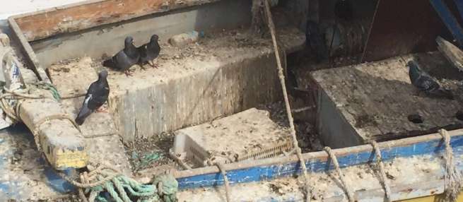 Imagen de un grupo de palomas sobre uno de los barcos abandonados en Taliarte (Foto TA)
