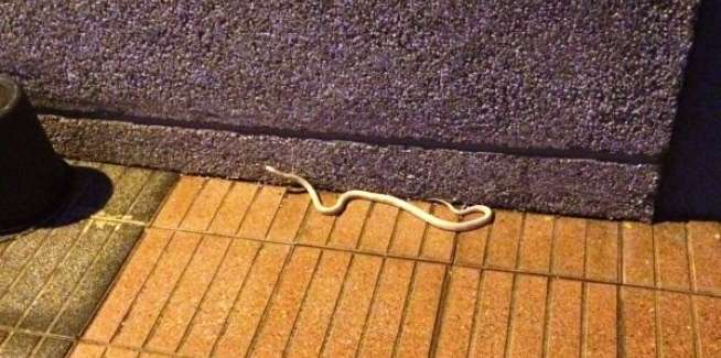 La serpiente reaal de California, en la acera de una calle de El Cascajo de Jinámar, esta noche (Foto TA)