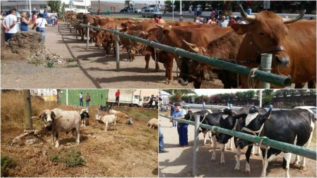 Imágenes de la muestra de ganado que se exhibe en un solar de La Placetilla (Foto TA)