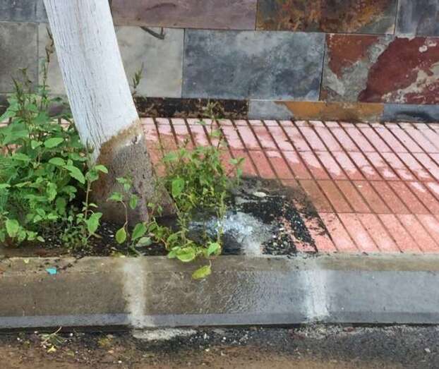 Fuga de agua en un alcorque en la vÃ§ia de Doña Carmen la Comadrona (Foto TA)