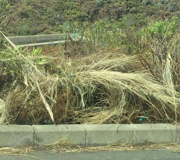 Imagen de los rastrojos acumulados en la zona de Montaña Las Palmas (Foto TA)