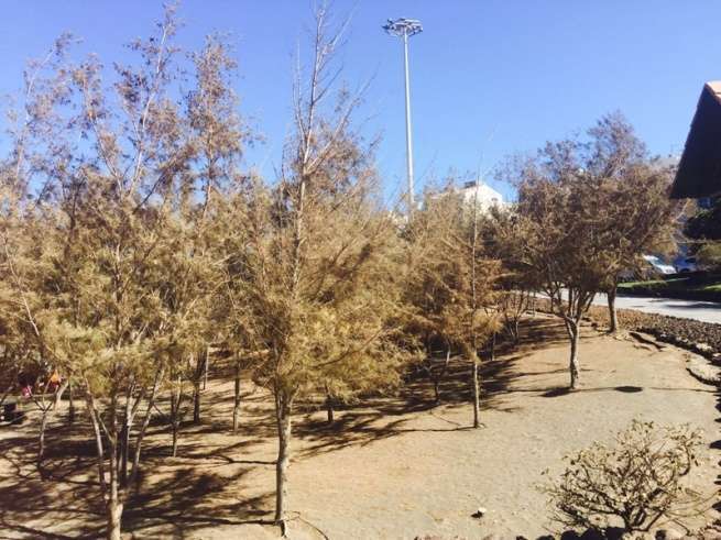 Pinos faltos de agua en Melenara (Foto TA)