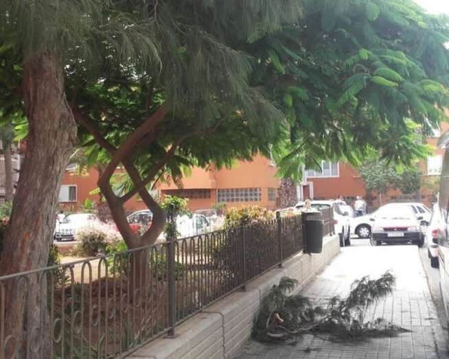 Caída de la rama de un árbol sobre la acera (Foto TA)
