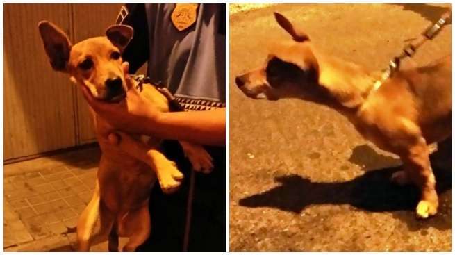 Imágenes del perro hallado en la calle de Finlandia (Foto TA)