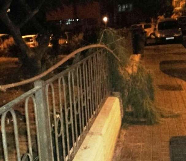 La rama cayó sobre la acera (Foto TA)