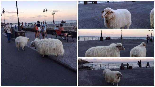Las dos ovejas hermanas en la avenida y muelle de Melenara (Foto TA)