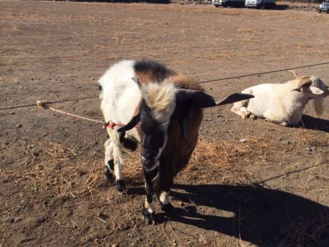 Macho cabrío que llamó la atención del público asistente (Foto TA)