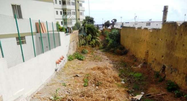 Imagen de arbustos en el cauce del barranco (Foto TA)