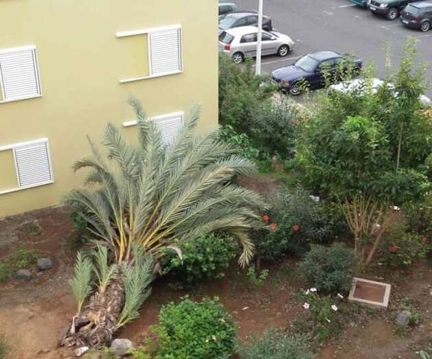 Imagen de la palmera caída por los efectos del temporal (Foto TA)
