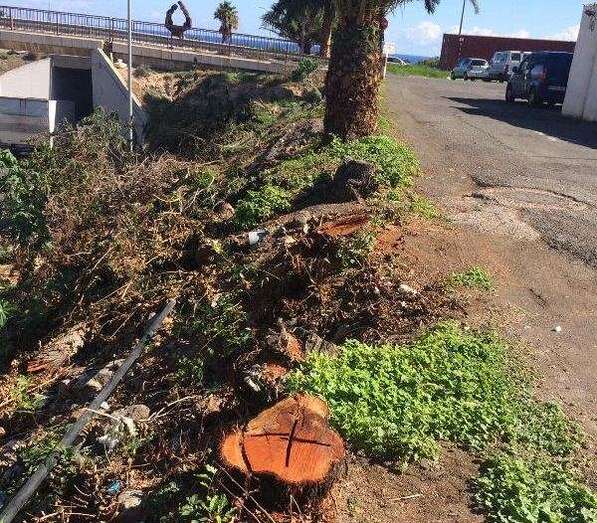 Árboles talados en El Goro (Foto TA)
