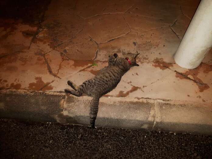 El pequeño felino, muerto sobre la acera (Foto TA)