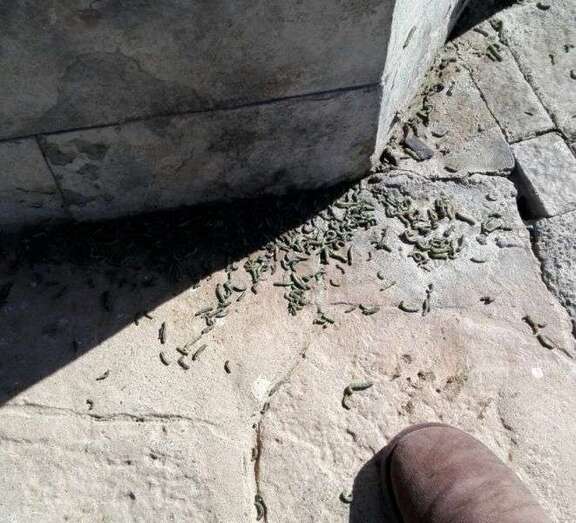 Gusanos en una acera de una calle de Playa del Hombre (Foto TA)